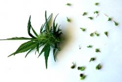 tomato_pollen___cannabis_plants_by_transmitdistort-d5azks1