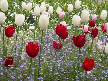 tulipany_bialoczerwone_keith_and_kasia