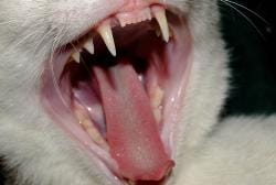 Cat_teeth