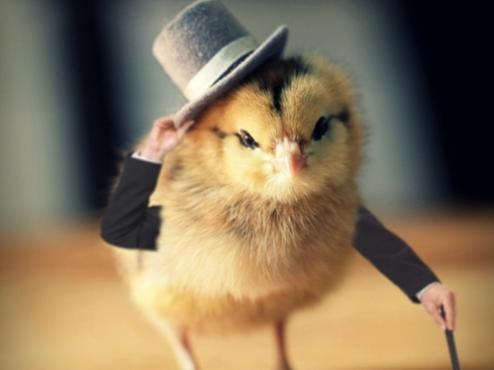 hat-chicken-funny-pic