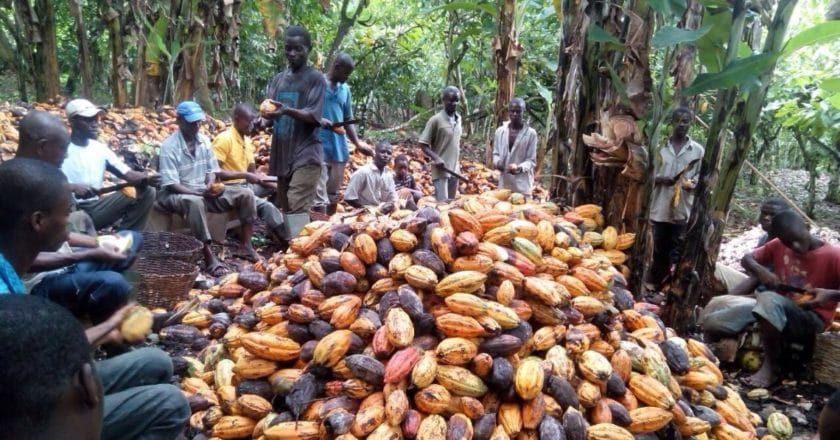 Cocoa farmers during harvest