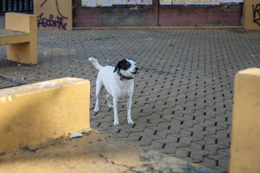 Pies na Alameda de Hércules w Sewilli. Fot. Dawid Krawczyk