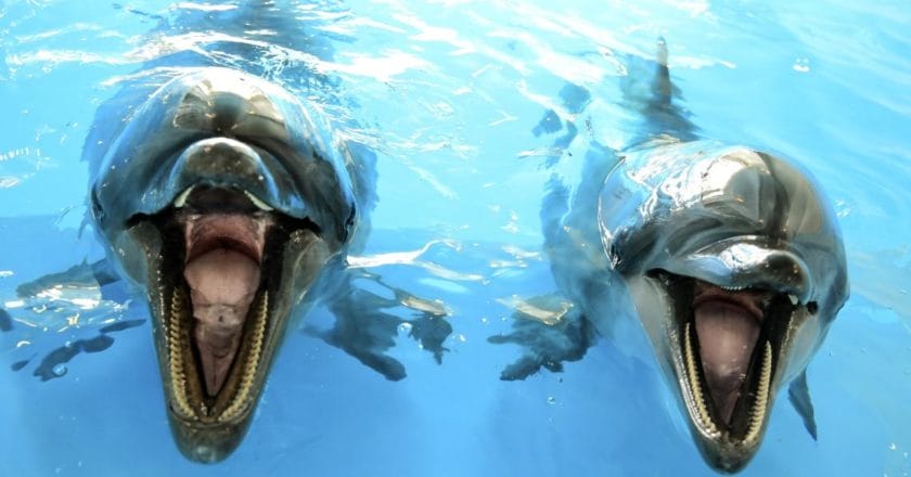 two-dolphins-massdaffoni-CC0
