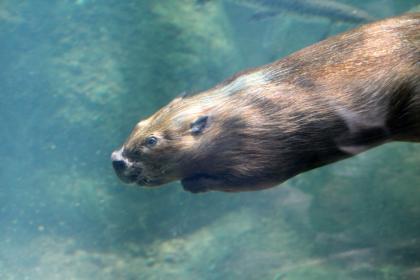 beaver-underwater