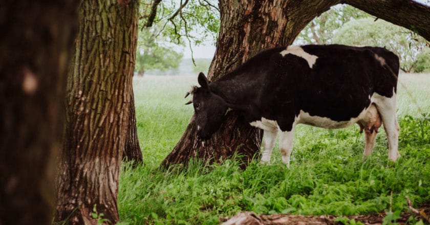Krowy z Deszczna. Fot. Ela Radzikowska