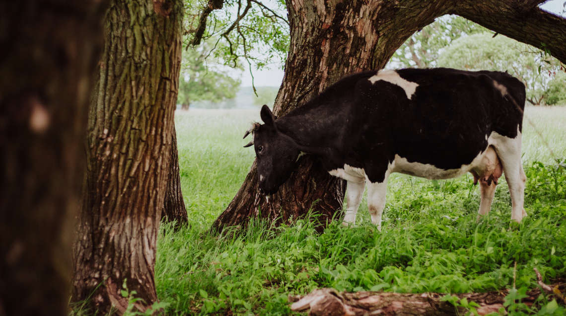 Krowy z Deszczna. Fot. Ela Radzikowska