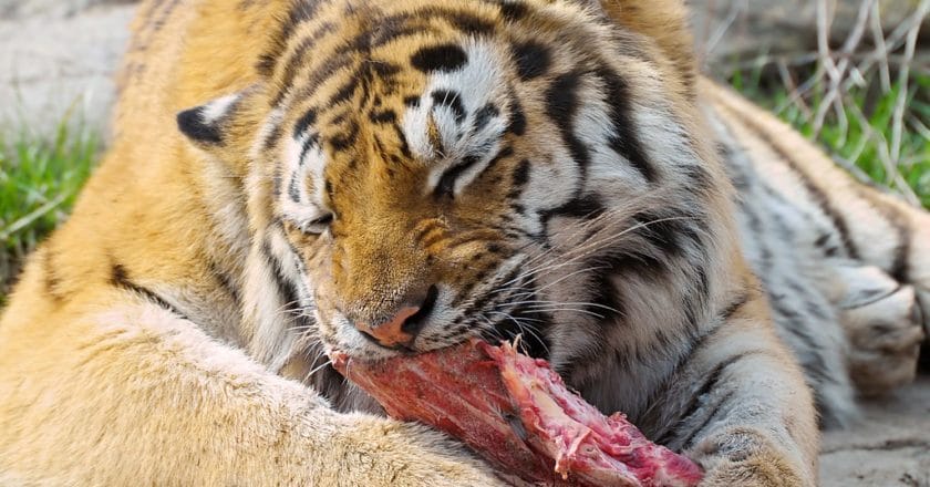 tygrys-kolacja