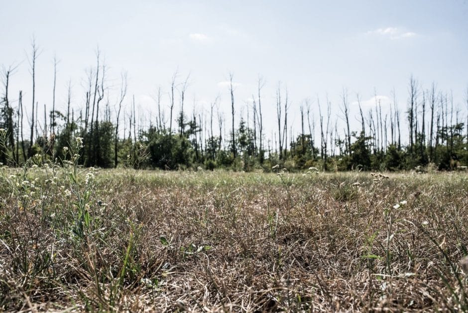 Wysuszone łąki i martwe drzewa w okolicach kopalni Tomisławice. Fot. Jakub Szafrański