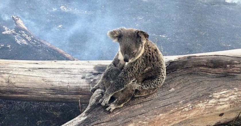 koala-pozary-australia