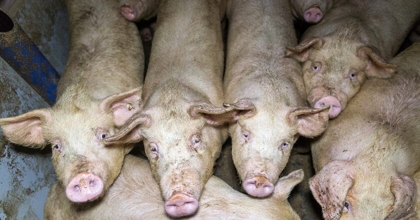 Pig stall in Germany. Pig fattening in intensive animal farming. Pigs on slatted floor. Livestock farming in narrow boxes.
Schweine in konventioneller Schweinemast. Schweine im Stall mit Spaltenboden. Intensive Tierhaltung/Massentierhaltung.