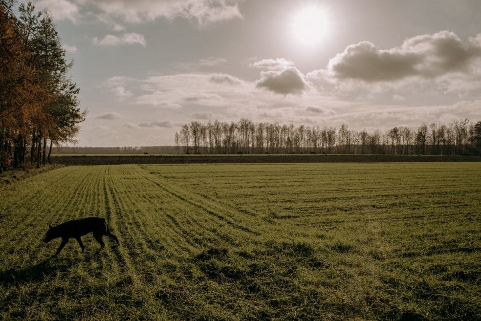 Pies Rolo na polu gospodarstwa rolnego Kuryluków we wsi Holeszów, fot. Dawid Żuchowicz