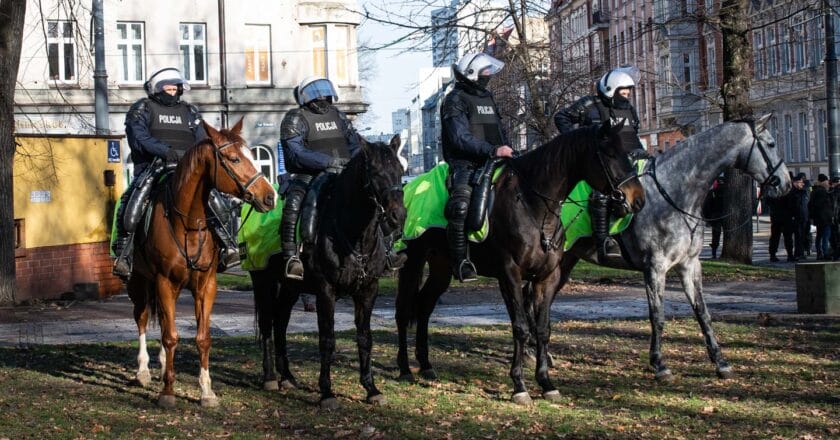 Konie policyjne na służbie Fot. Jakub Szafrański