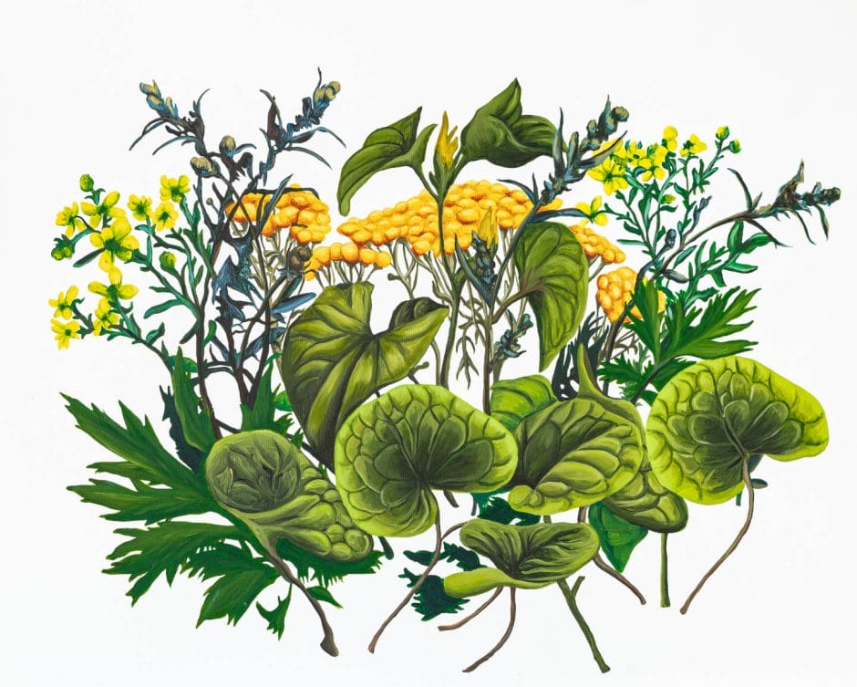 Jagoda Dobecka Aristolochia, herb of grace, tansy, hazelwort, artemisia 