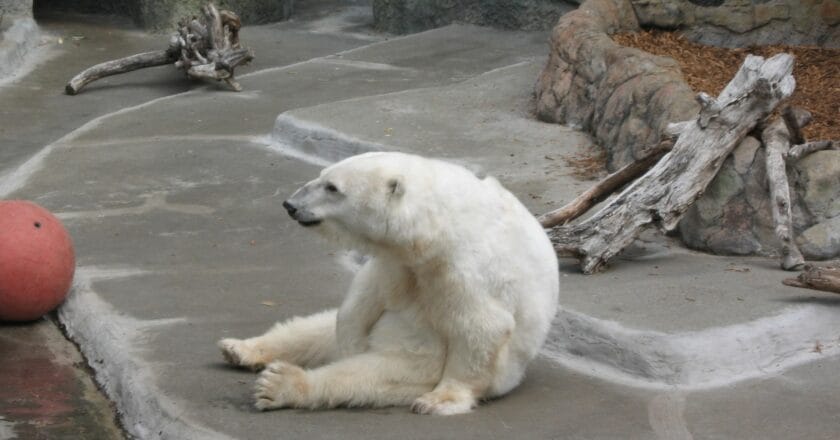 Niedźwiedź polarny, Fot. Public Domain Images