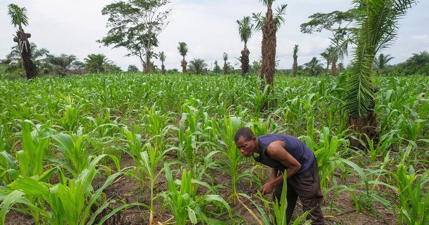 Uprawa kukurydzy w Demokratycznej Republice Konga. Fot. Axel Fassio/CIFOR-ICRAF